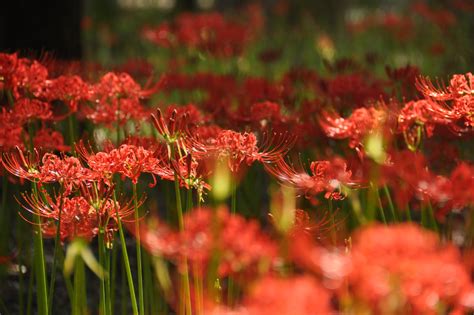 紅蓮華 彼岸花|【2023】京都の彼岸花スポット〜花から感じる秋の。